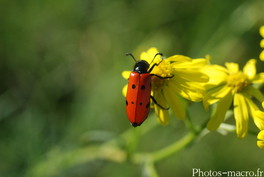 Mylabris quadripunctata